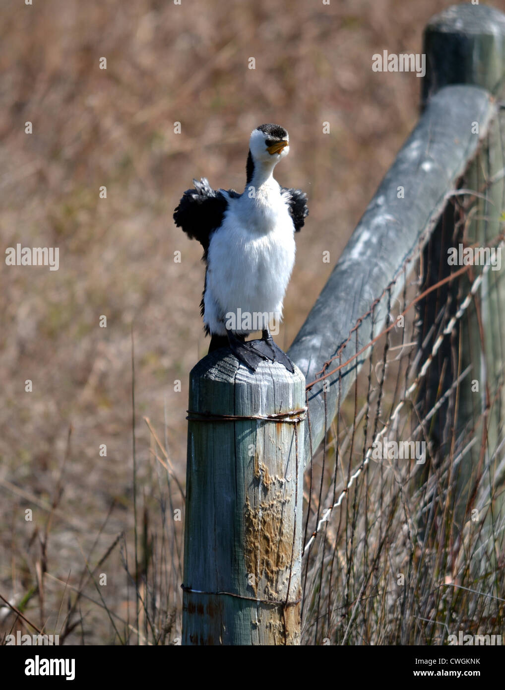 Australian Pied cormorano, noto anche come il Pied cormorano o Pied Shag, è di medie dimensioni con membri della famiglia di cormorani. Foto Stock