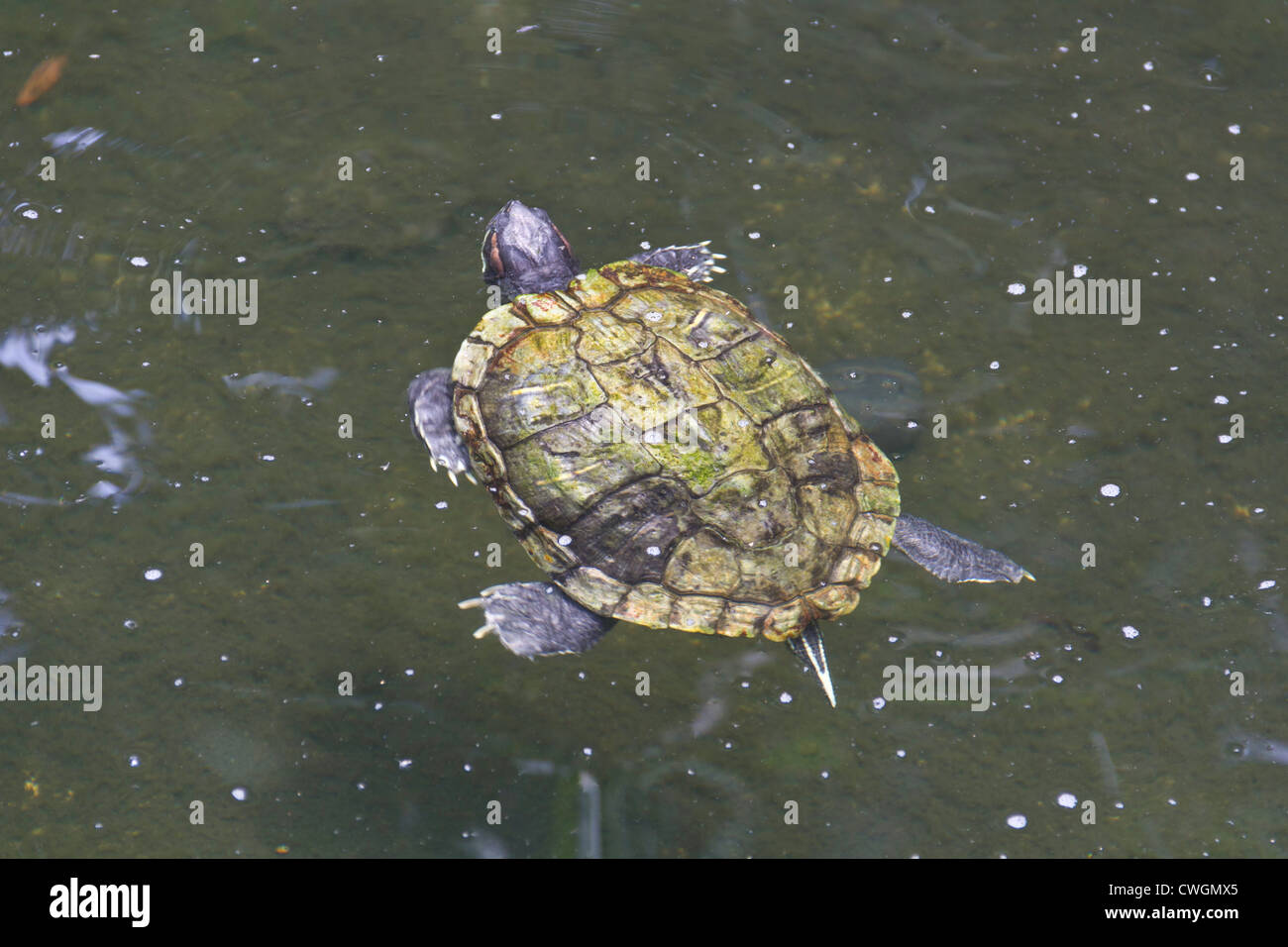 Nuoto turtle all'interno del Singapore Botanic Garden. Questo era in una piccola piscina di acqua, e sembrava molto carino. Foto Stock