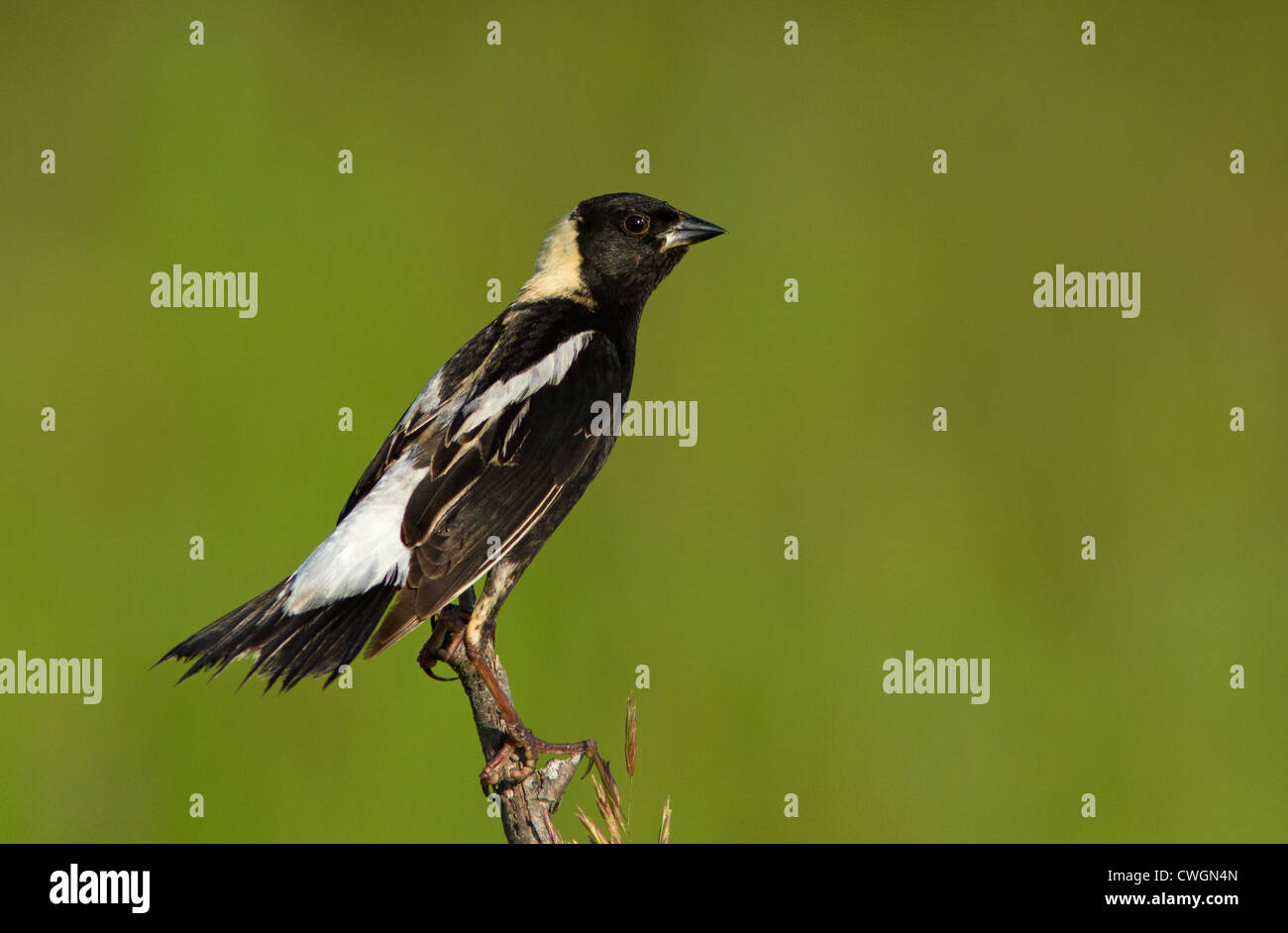 Un maschio (Bobolink Dolichonyx oryzivorus). L'uccello è isolato su un perfetto sfondo verde. Foto Stock