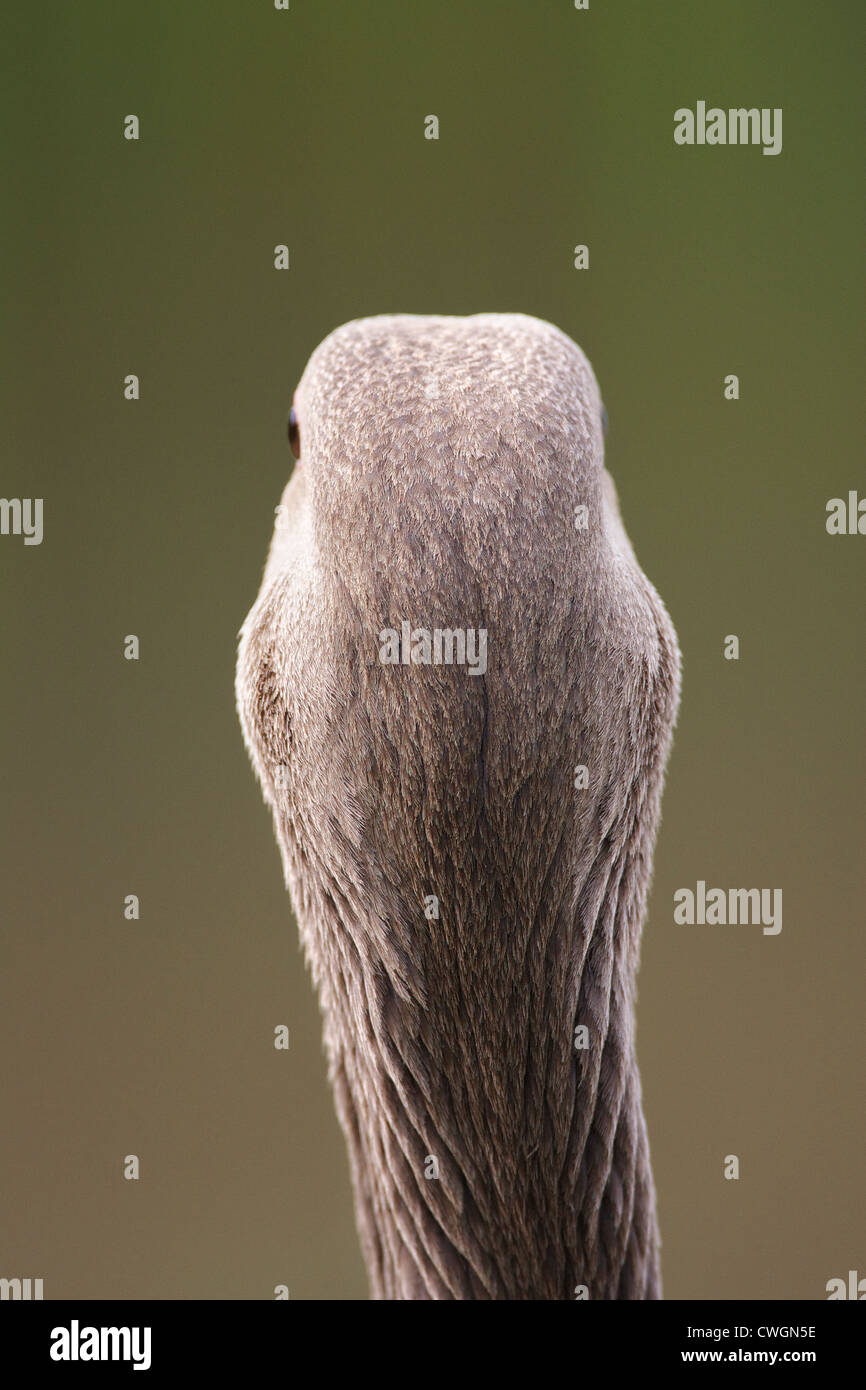 Graylag Goose (Anser anser) un close up immagine indietro di un ritratto di testa. Foto Stock