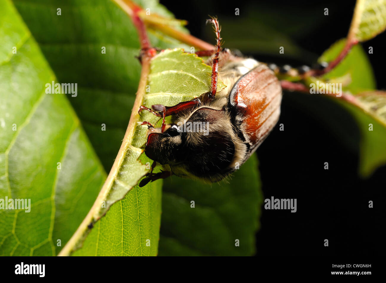 Chestnut cockchafer(Melolonthia hippocastani) sul ciliegio Foto Stock