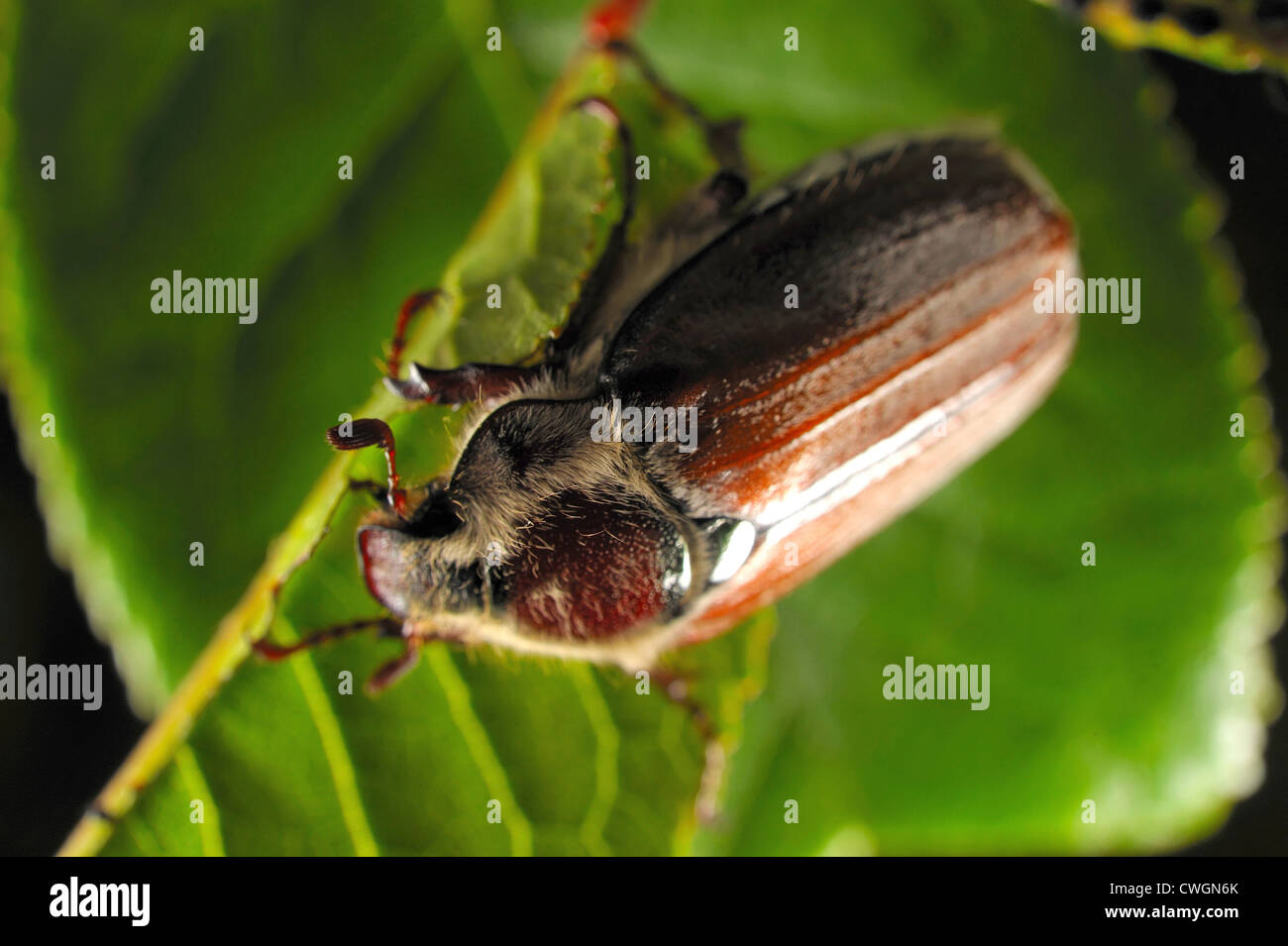 Chestnut cockchafer(Melolonthia hippocastani) sul ciliegio Foto Stock