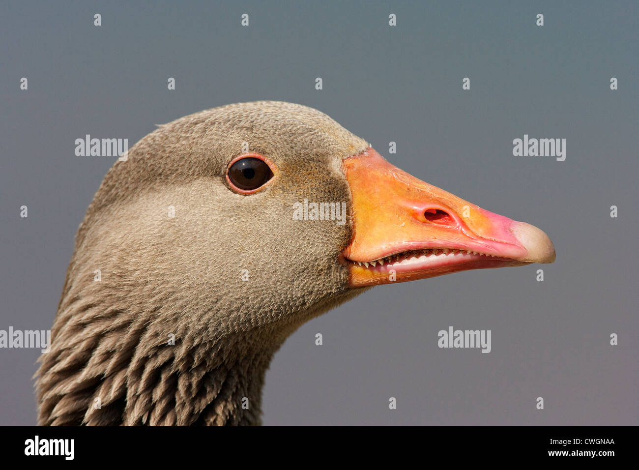 Un vicino l immagine di un oca Graylag (Anser anser) lato di testa verticale. Foto Stock