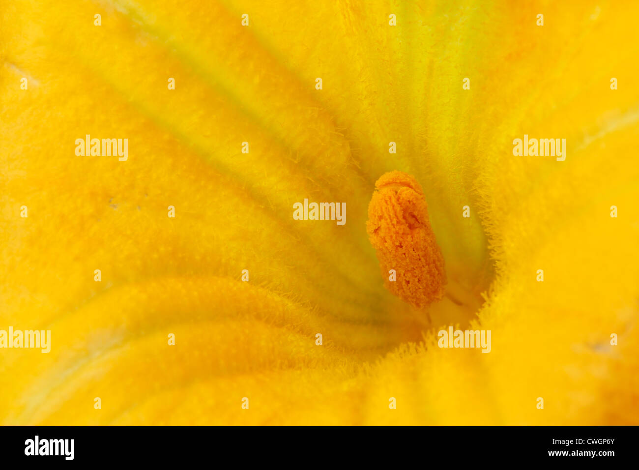 Close up di un fiore maschio da una zucca (Cucurbita moschata) Foto Stock
