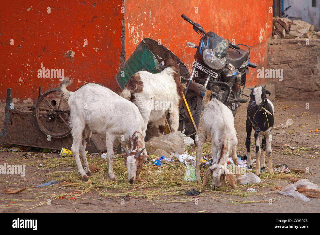 Capre di mangiare spazzatura per le strade di Udaipur / Città dei laghi, Rajasthan, India Foto Stock