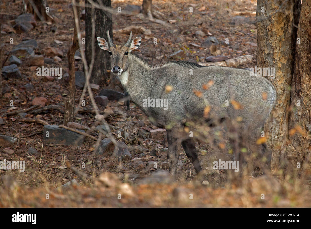 Nilgai (Boselaphus tragocamelus) nella foresta nel parco nazionale di Ranthambore, Sawai Madhopur, Rajasthan, India Foto Stock
