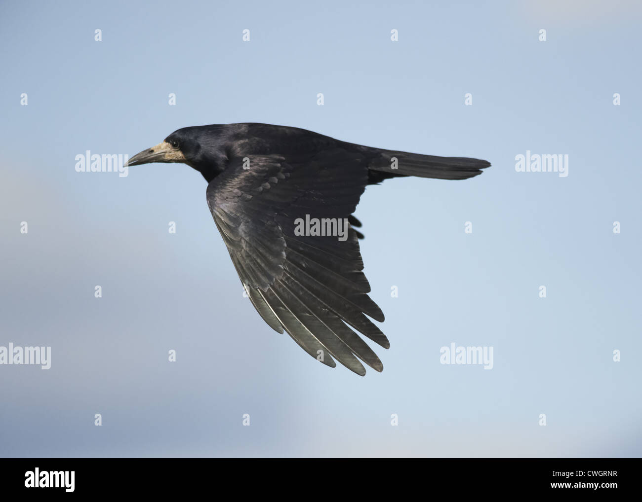 Rook in volo Foto Stock