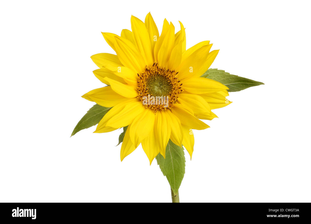 Luminoso giallo girasole isolata contro bianco Foto Stock