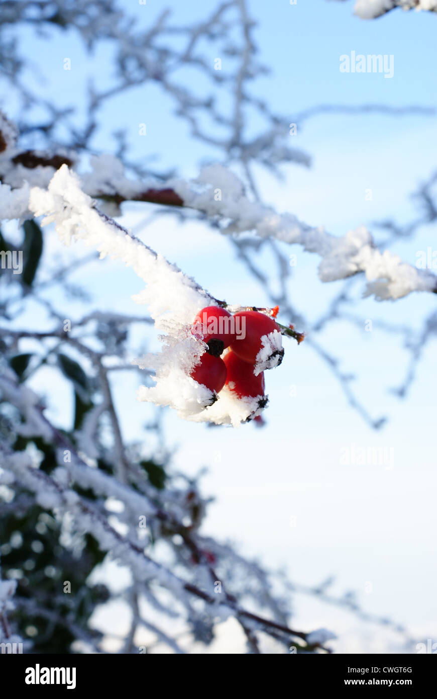 Gelo invernale nel rivestimento di cinorrodi in una siepe in Shropshire rurale Inghilterra Foto Stock