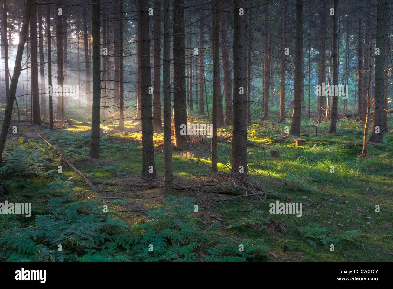 Sunray in una foresta di pini di sunrise Foto Stock