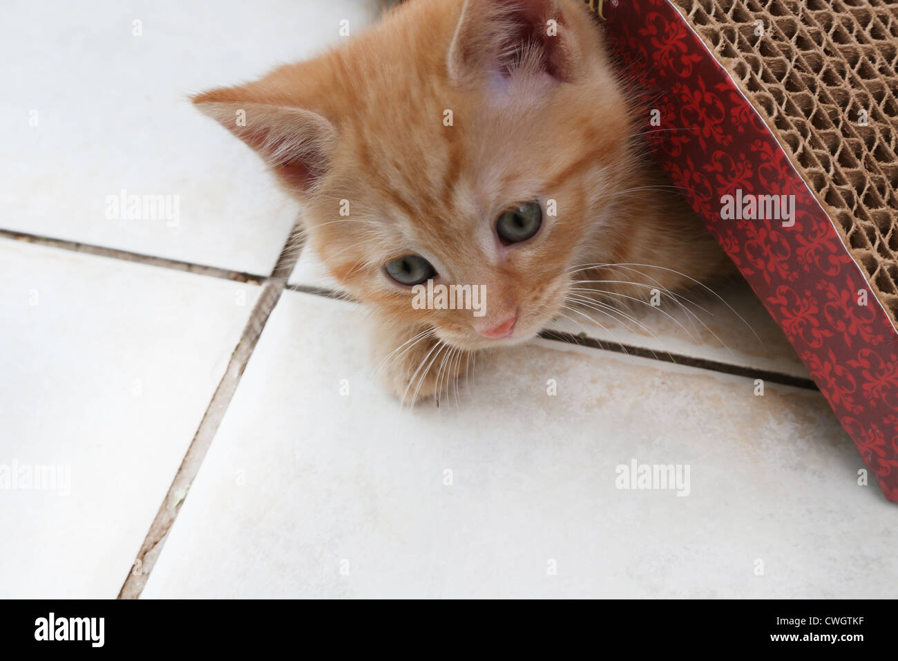 Lo zenzero gattino gioca con Scratch n'Shapes un tipo di graffi Post realizzato con carta riciclata Foto Stock
