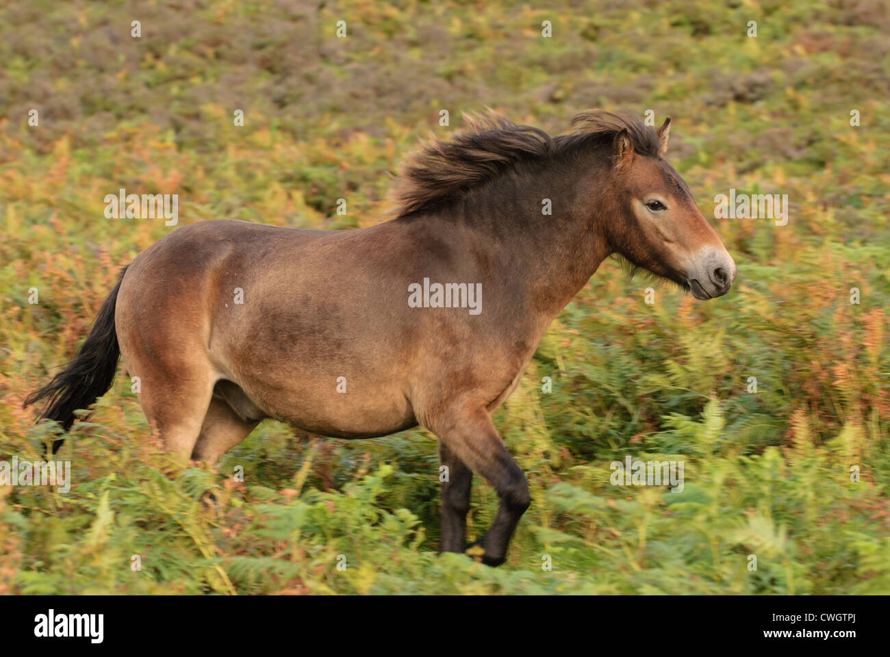 Exmoor pony nel Parco Nazionale di Exmoor, Devon, Inghilterra Foto Stock