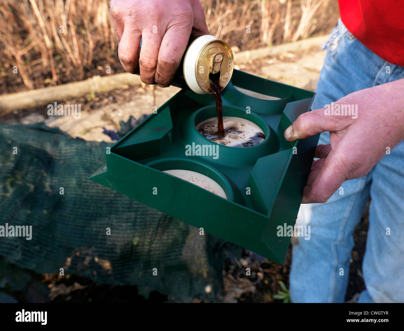 Uomo a versare birra in una trappola Slug da utilizzare in giardino per attrarre lumache lontano dal vegetale Patch Inghilterra Foto Stock