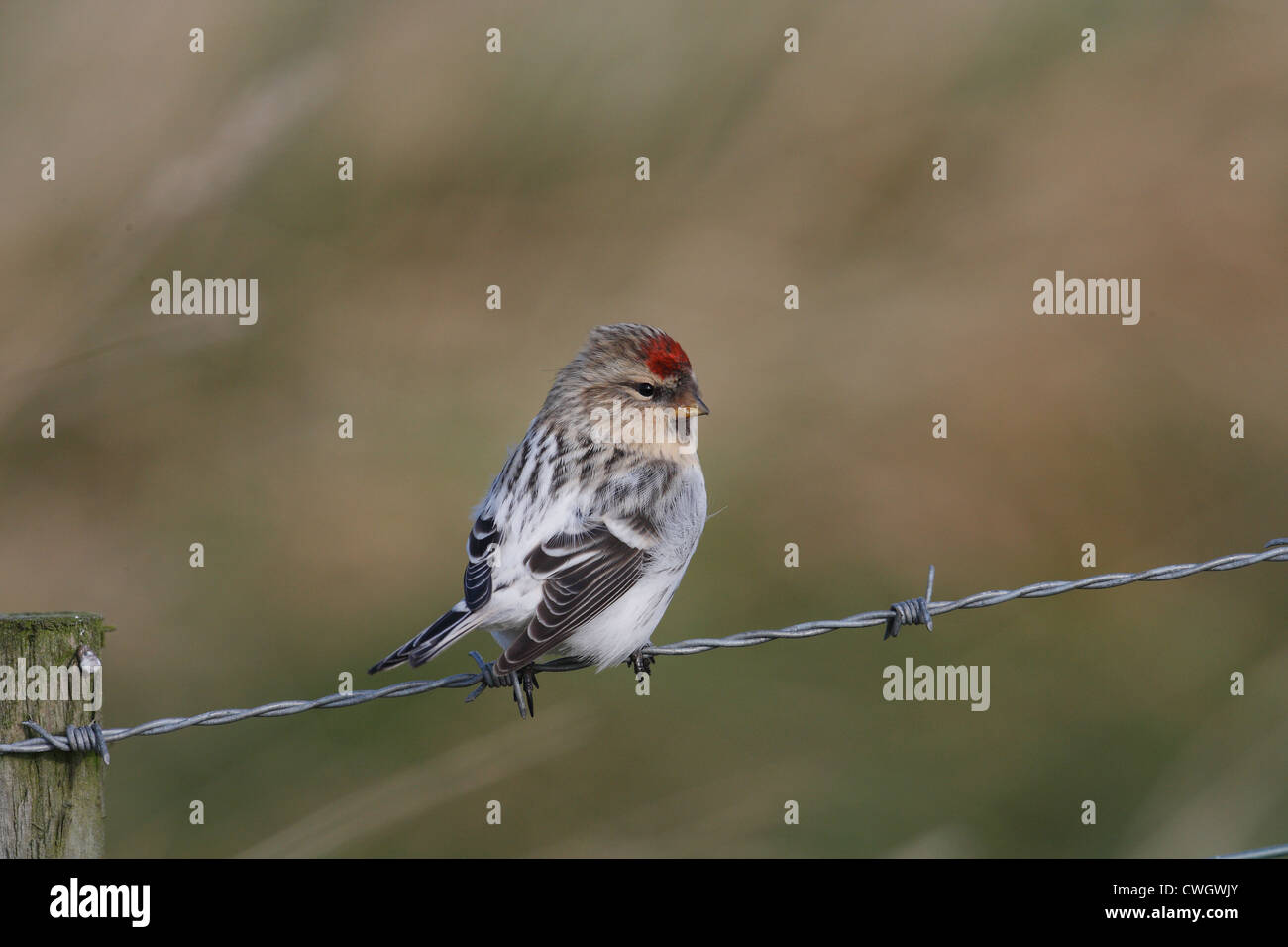 Hornemann's Arctic Redpoll Carduelis hornemanni hornemanni , Shetland, Scotland, Regno Unito Foto Stock