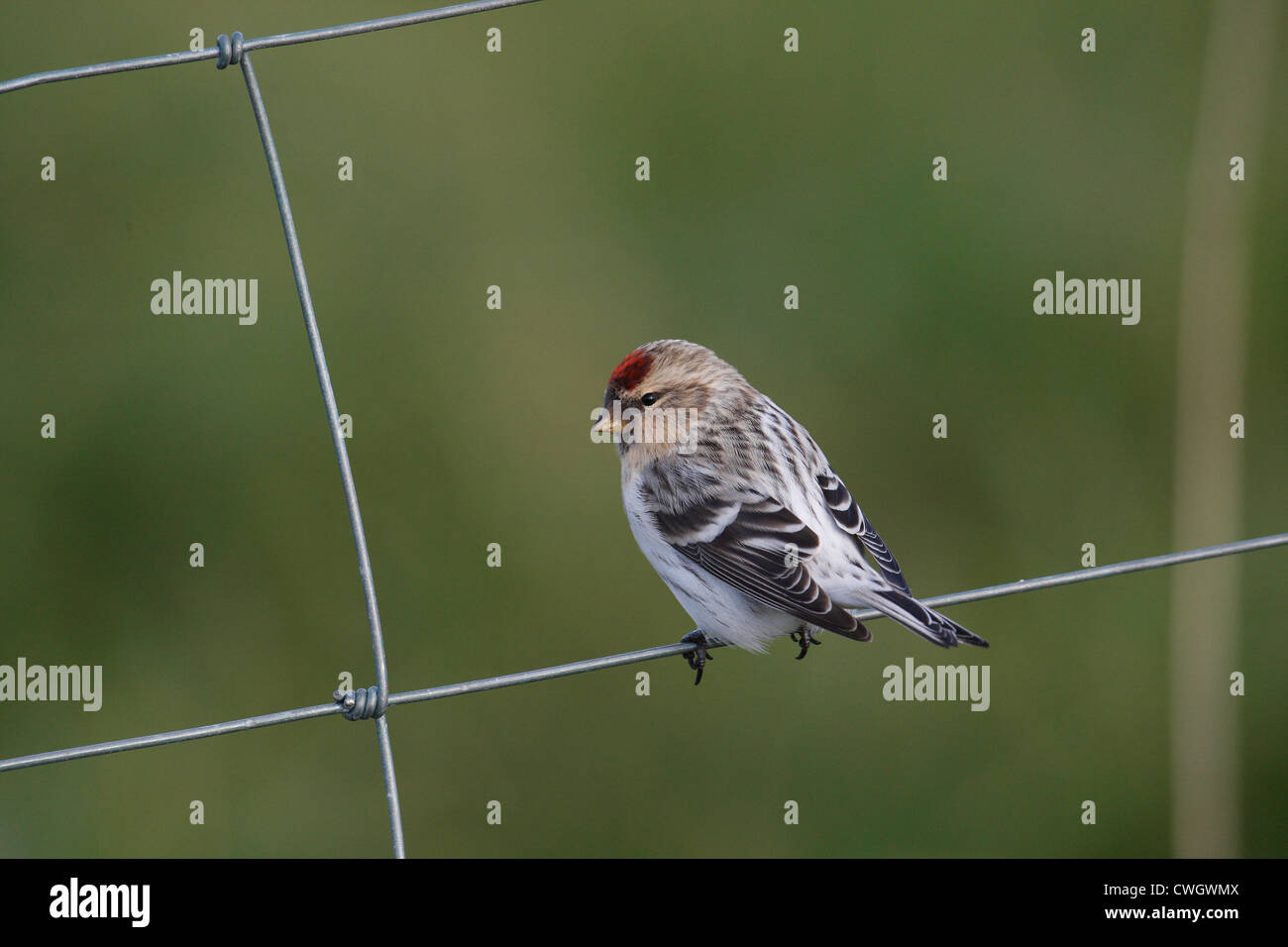 Hornemann's Arctic Redpoll Carduelis hornemanni hornemanni , Shetland, Scotland, Regno Unito Foto Stock
