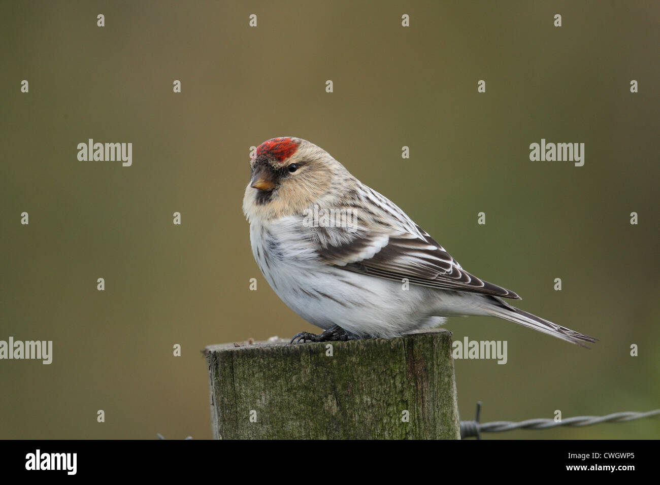 Hornemann's Arctic Redpoll Carduelis hornemanni hornemanni , Shetland, Scotland, Regno Unito Foto Stock