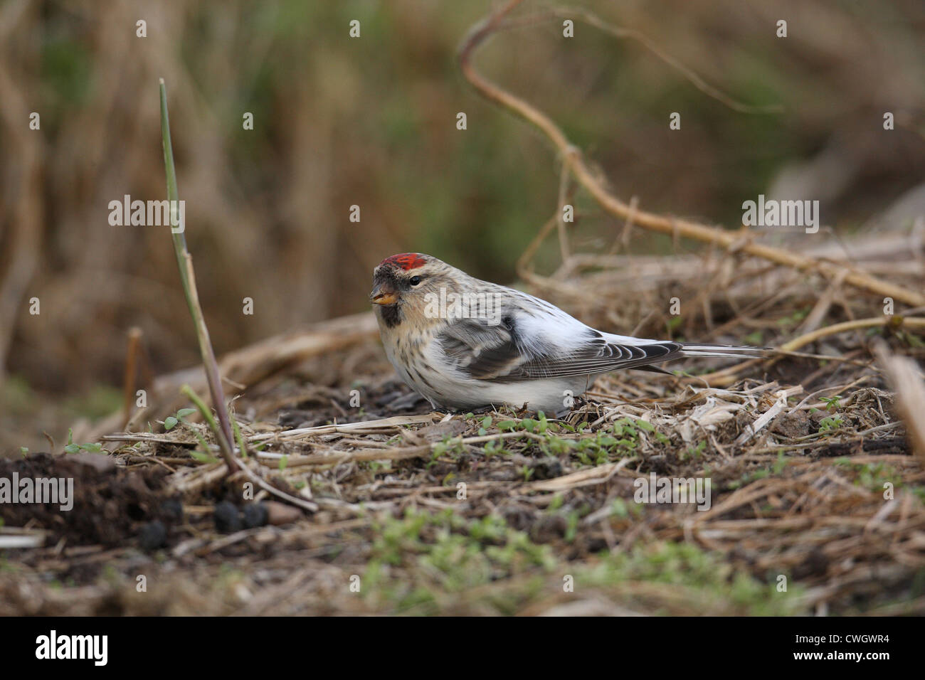 Hornemann's Arctic Redpoll Carduelis hornemanni hornemanni , Shetland, Scotland, Regno Unito Foto Stock