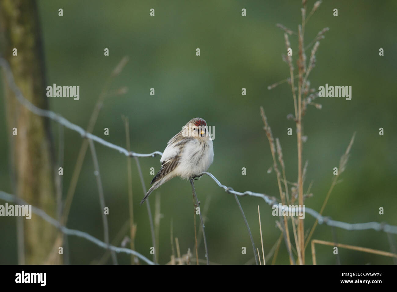 Hornemann's Arctic Redpoll Carduelis hornemanni hornemanni , Shetland, Scotland, Regno Unito Foto Stock