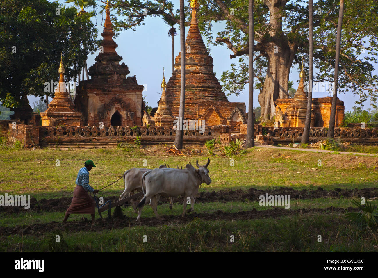 Un contadino ara di fronte stupa buddisti nella storica INWA che è servita come regni birmani capitol per 400 anni - Myanmar Foto Stock