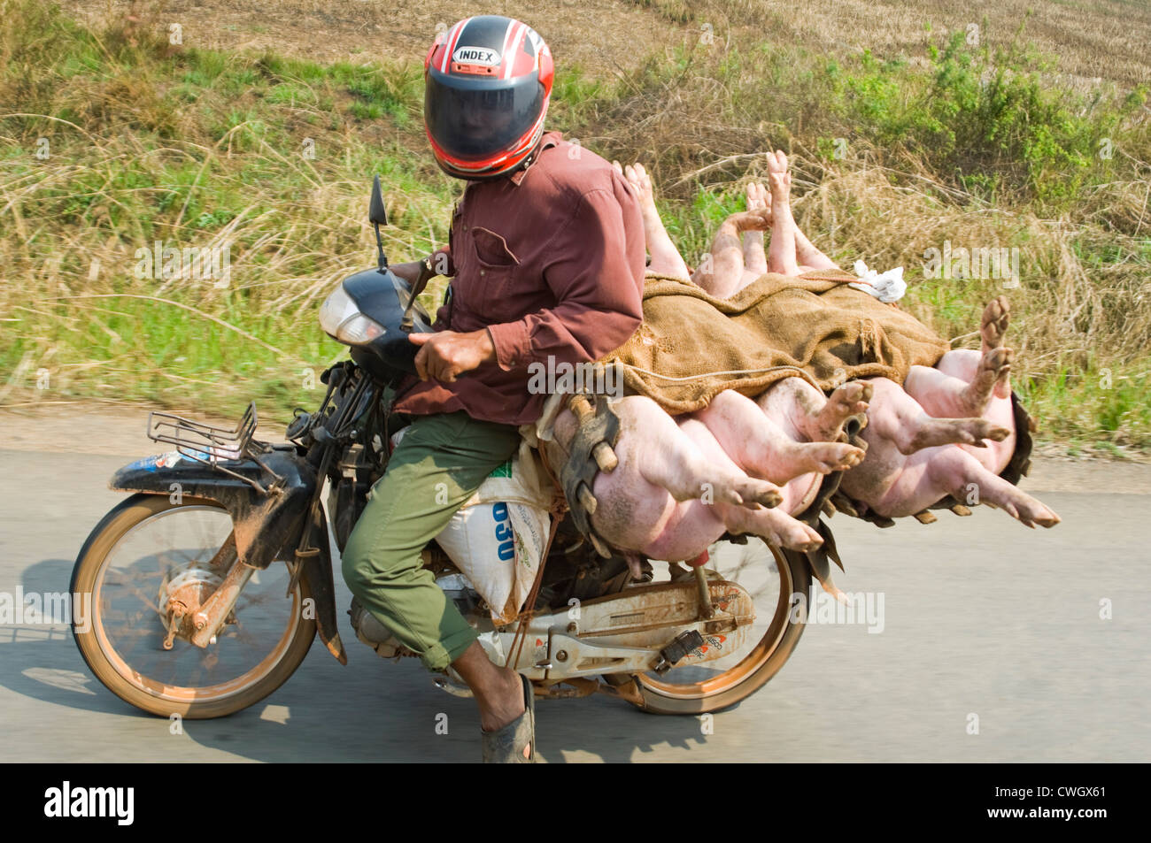 Ritratto orizzontale di un uomo alla guida di un ciclomotore con un carico di suini vivi sul retro lungo una strada rurale in Cambogia. Foto Stock