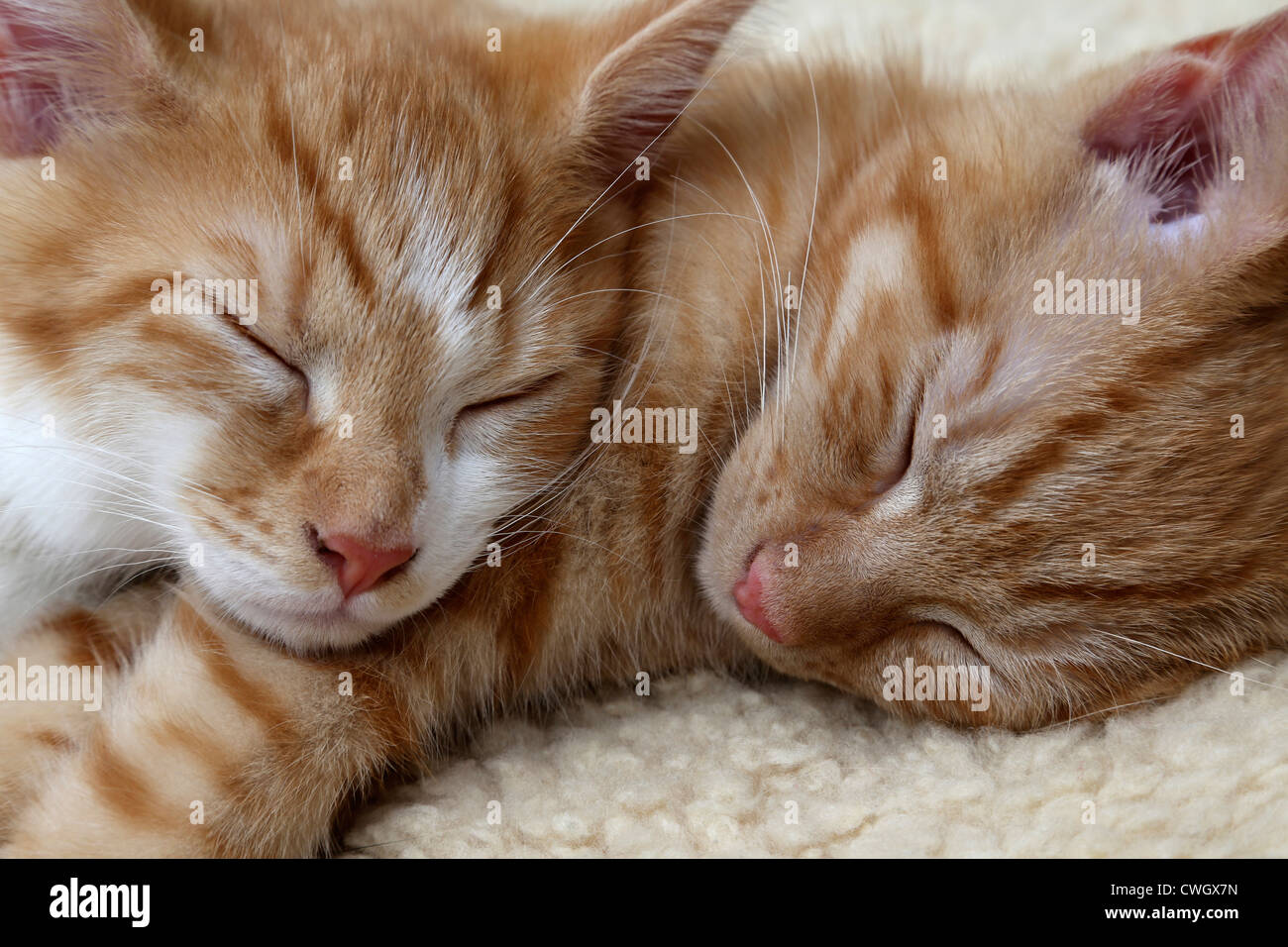 Lo zenzero due gattini dormono insieme Foto Stock