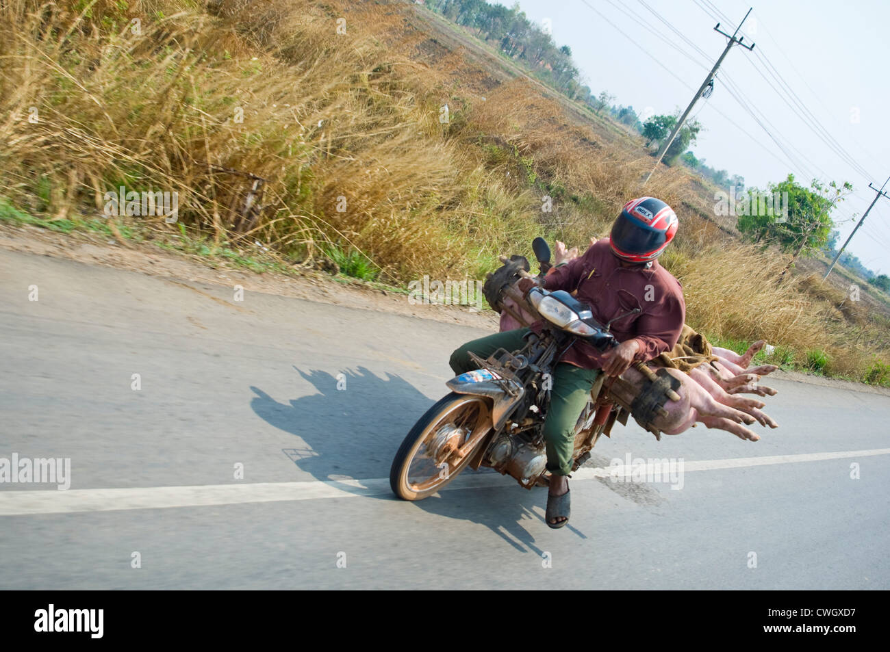 Ritratto orizzontale di un uomo alla guida di un ciclomotore con un carico di suini vivi sul retro lungo una strada rurale in Cambogia. Foto Stock