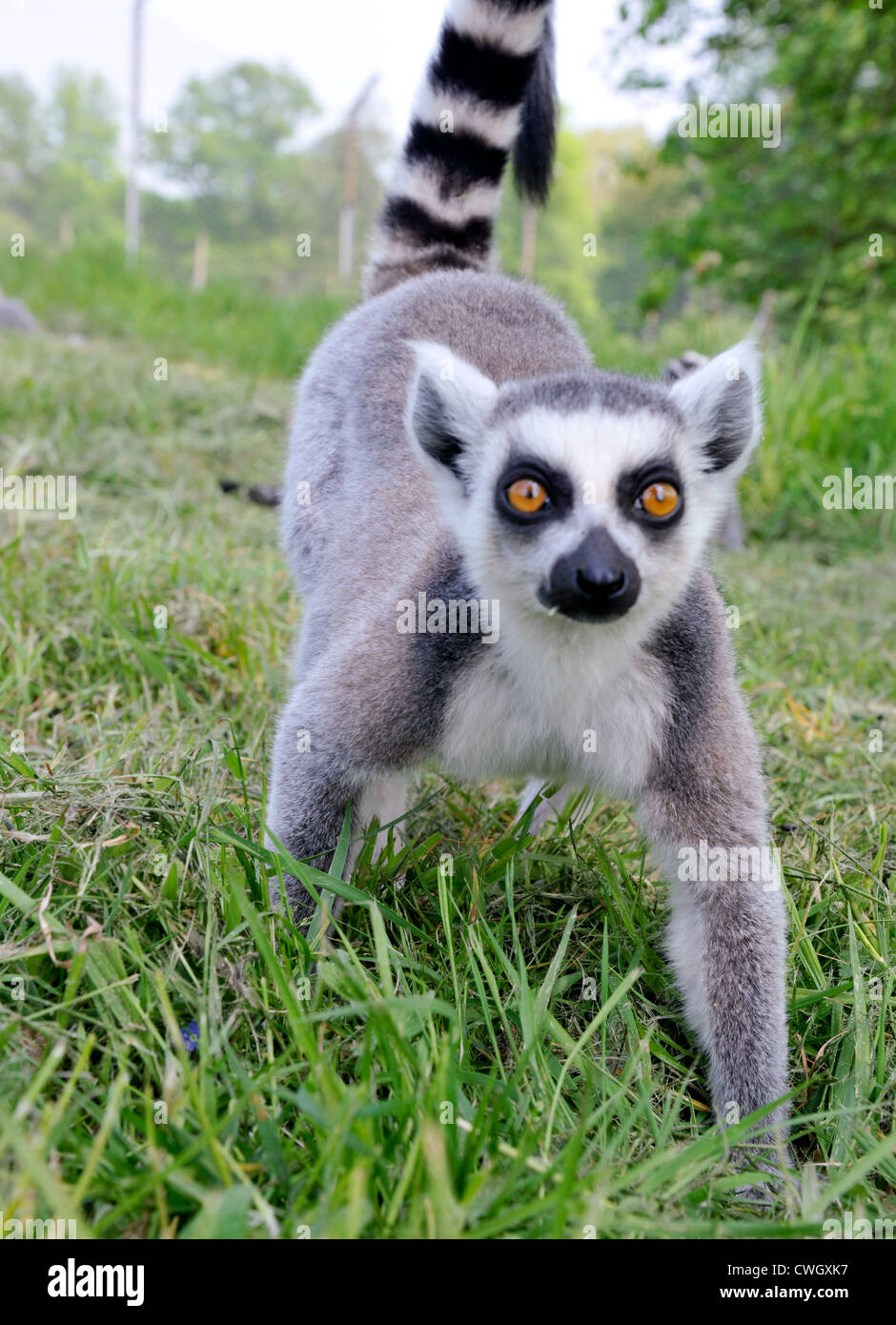 Anello-tailed Lemur guarda nella telecamera a West Midlands Safari Park Foto Stock