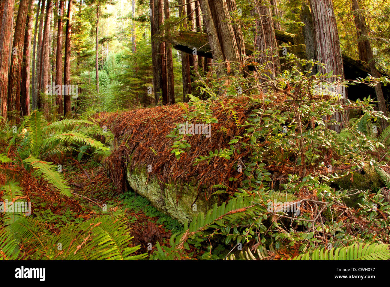 Decadendo Redwood germogli di registro di vita vegetale in foresta Foto Stock