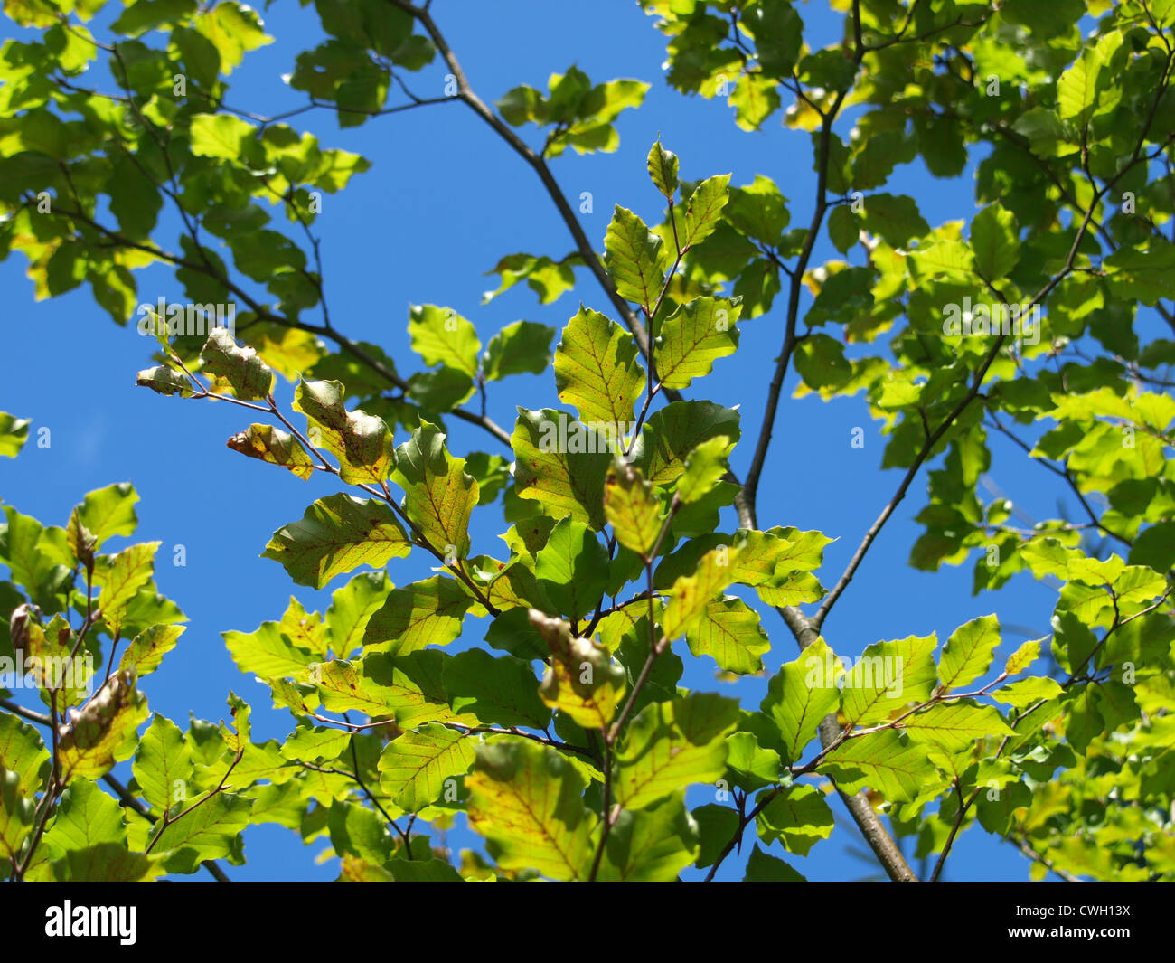 Il faggio, foglie, cielo blu / Buche, Blätter, blauer Himmel Foto Stock