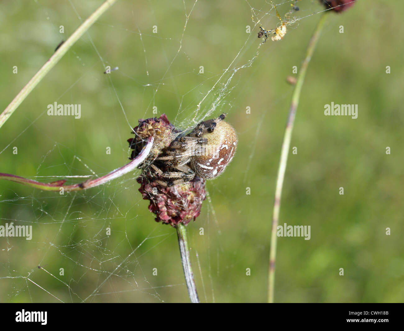 Croce spider costruire una ragnatela tra grande burnett / Kreuzspinne baut Spinnennetz zwischen Großem Wiesenknopf Foto Stock