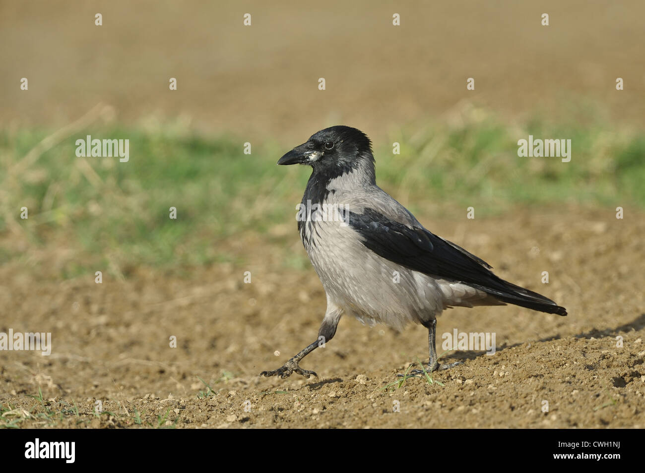 hoodiecrow Foto Stock