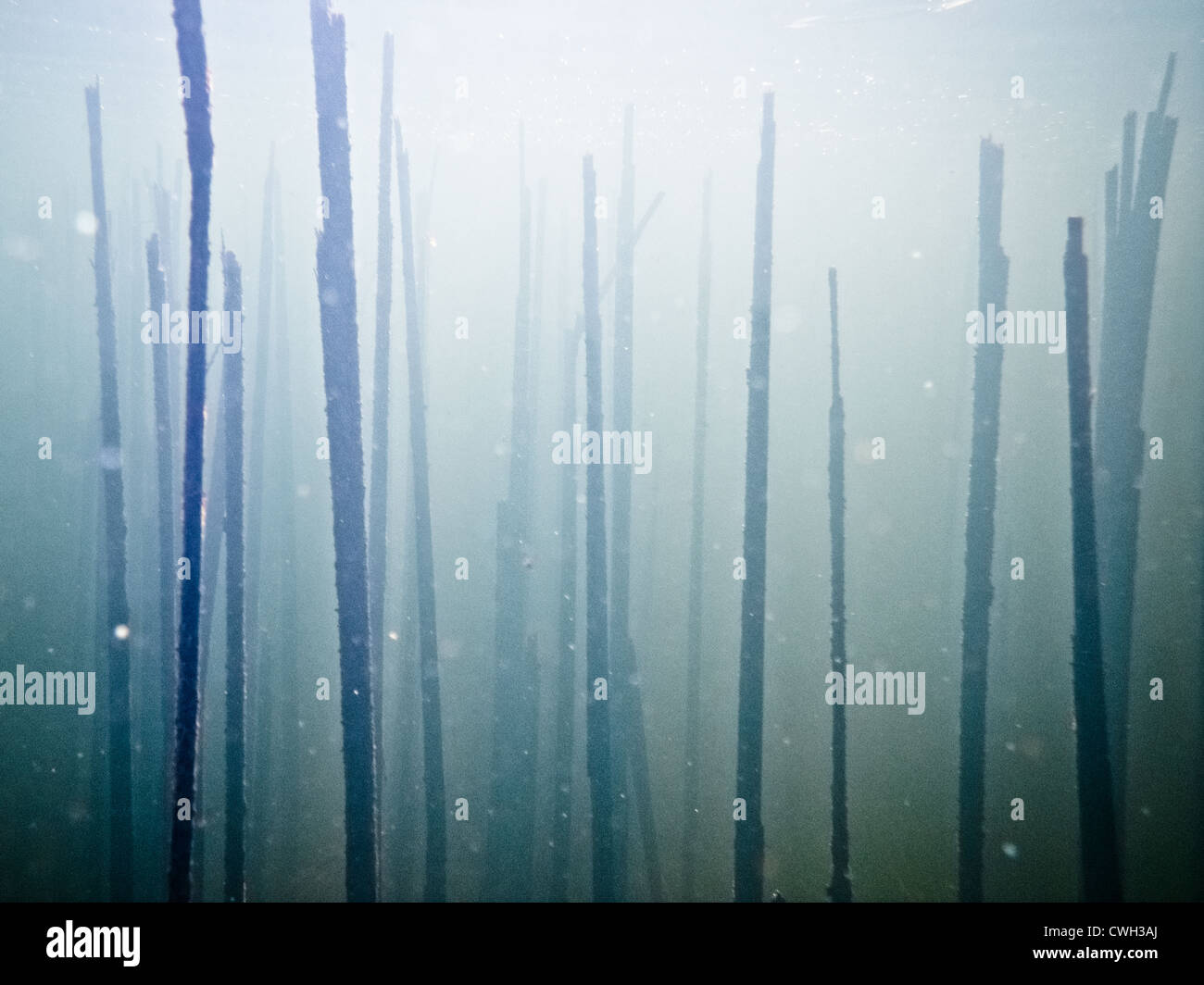 Sott'acqua,mondo subacqueo,abstract,misterioso Foto Stock