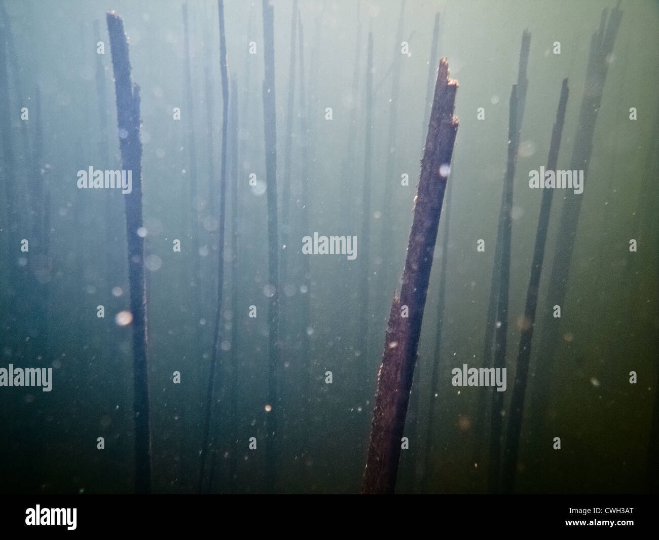 Sott'acqua,mondo subacqueo,abstract Foto Stock