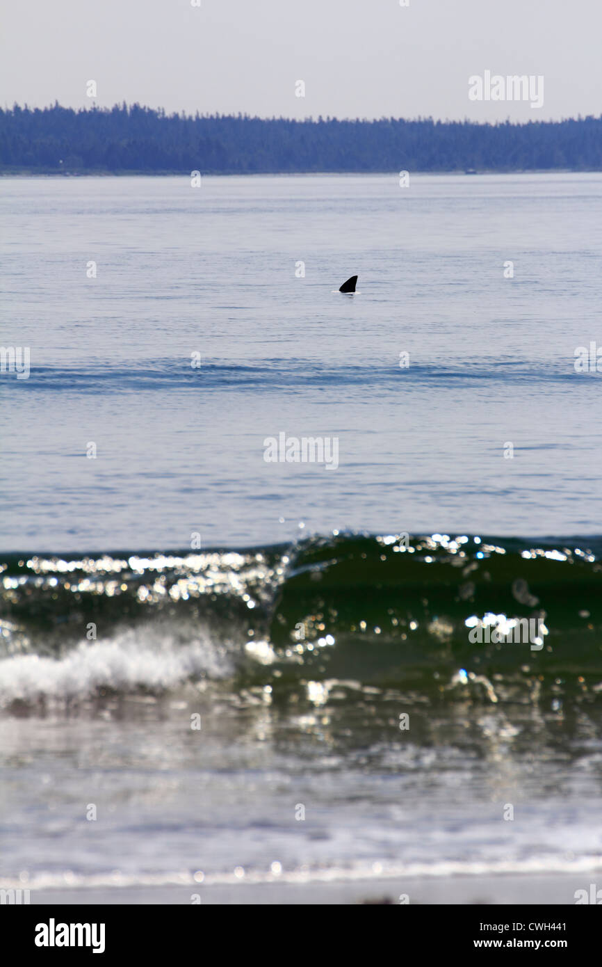Il grande squalo bianco il pattugliamento lungo un oceano spiaggia di sabbia in cerca di preda - pinna dorsale che mostra al di sopra dell'acqua - squalo attacca possibile Foto Stock