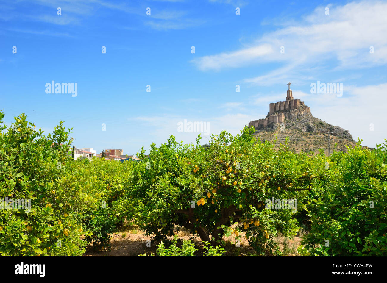 Murcia il limoneto contro la collina di Monteagudo Foto Stock
