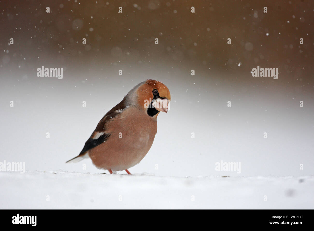 Hawfinch /Coccothraustes coccothraustes/ Foto Stock