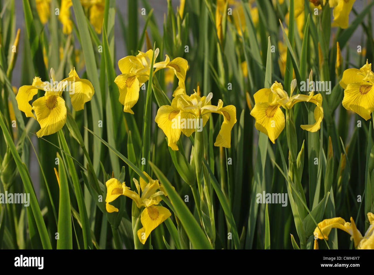Iris pseudacorus (Iridaceae) in wild,bandiera gialla, iris gialla, bandiera dell'acqua. Foto Stock