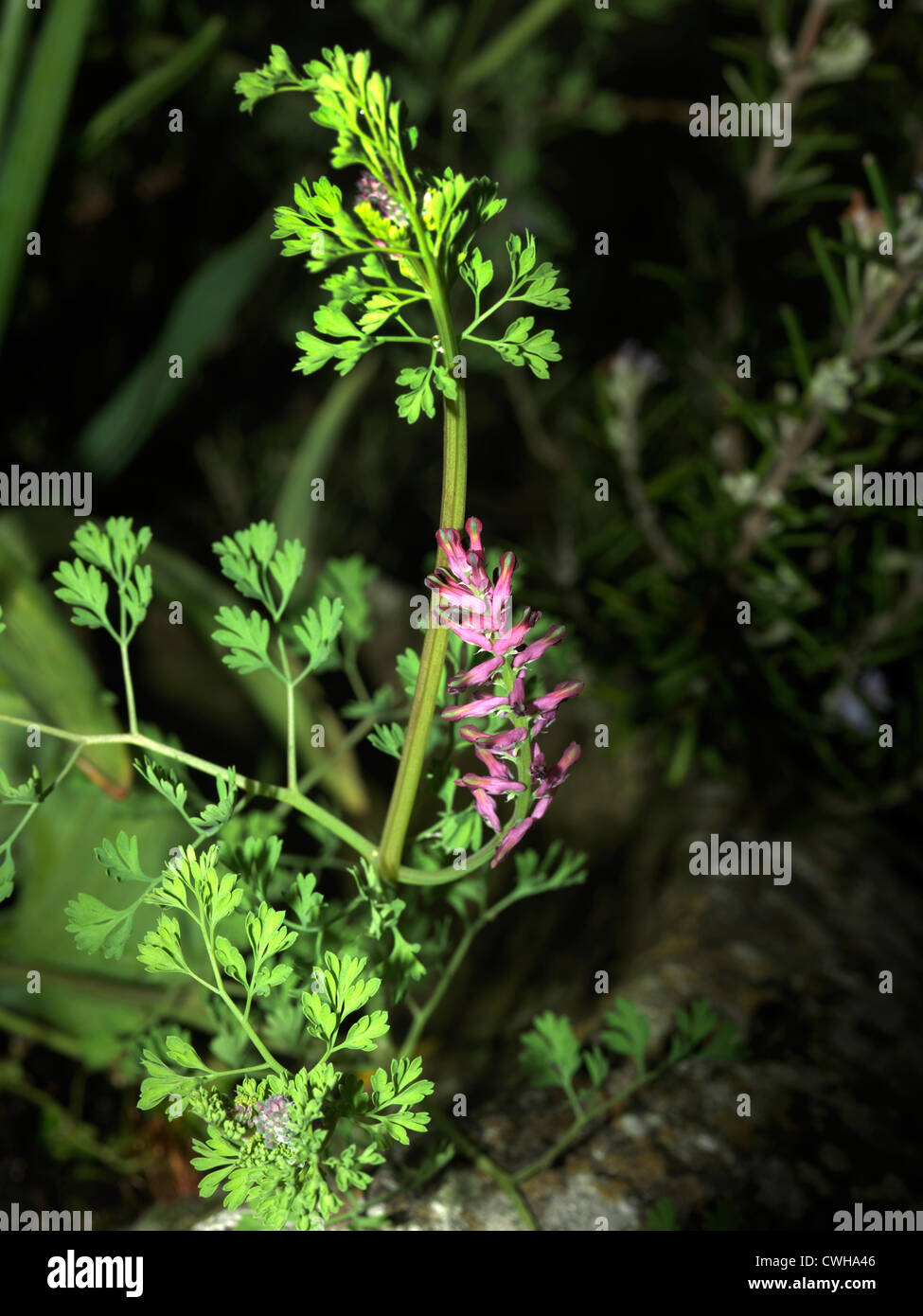 Fumaria officinalis (Comune fumaria o terra di fumo - selvaggio fiore) Surrey Foto Stock