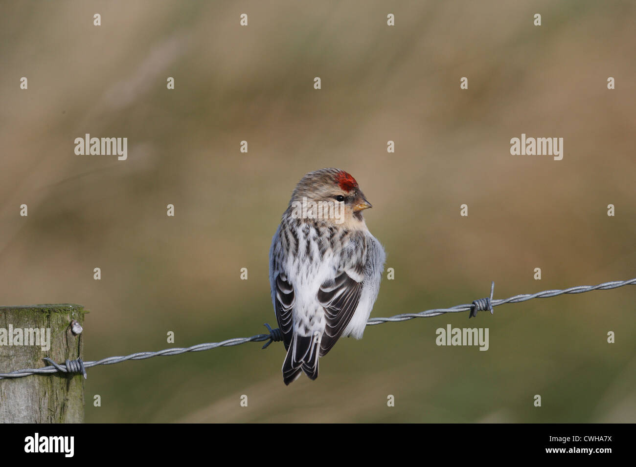 Hornemann's Arctic Redpoll Carduelis hornemanni hornemanni , Shetland, Scotland, Regno Unito Foto Stock