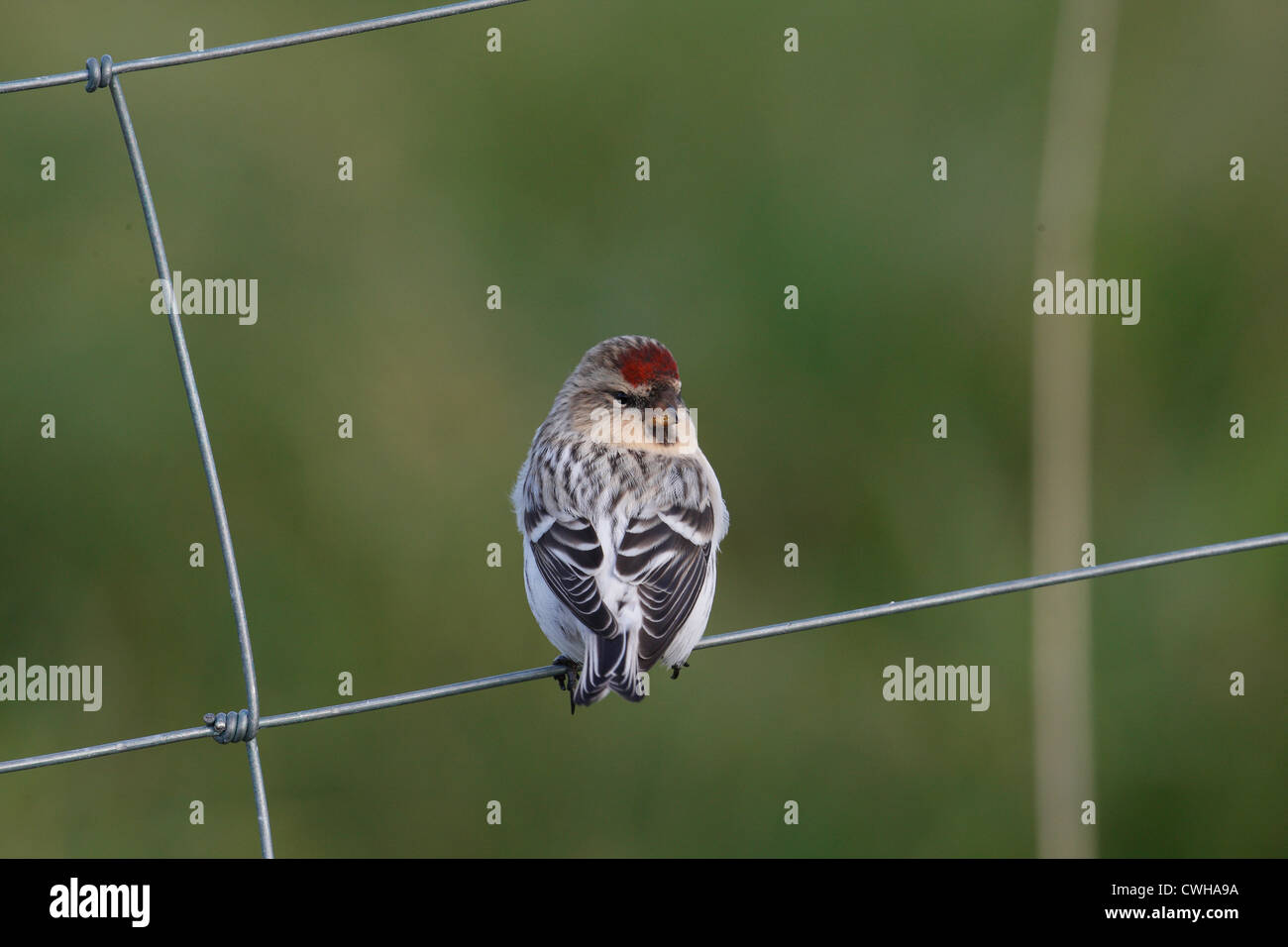 Hornemann's Arctic Redpoll Carduelis hornemanni hornemanni , Shetland, Scotland, Regno Unito Foto Stock