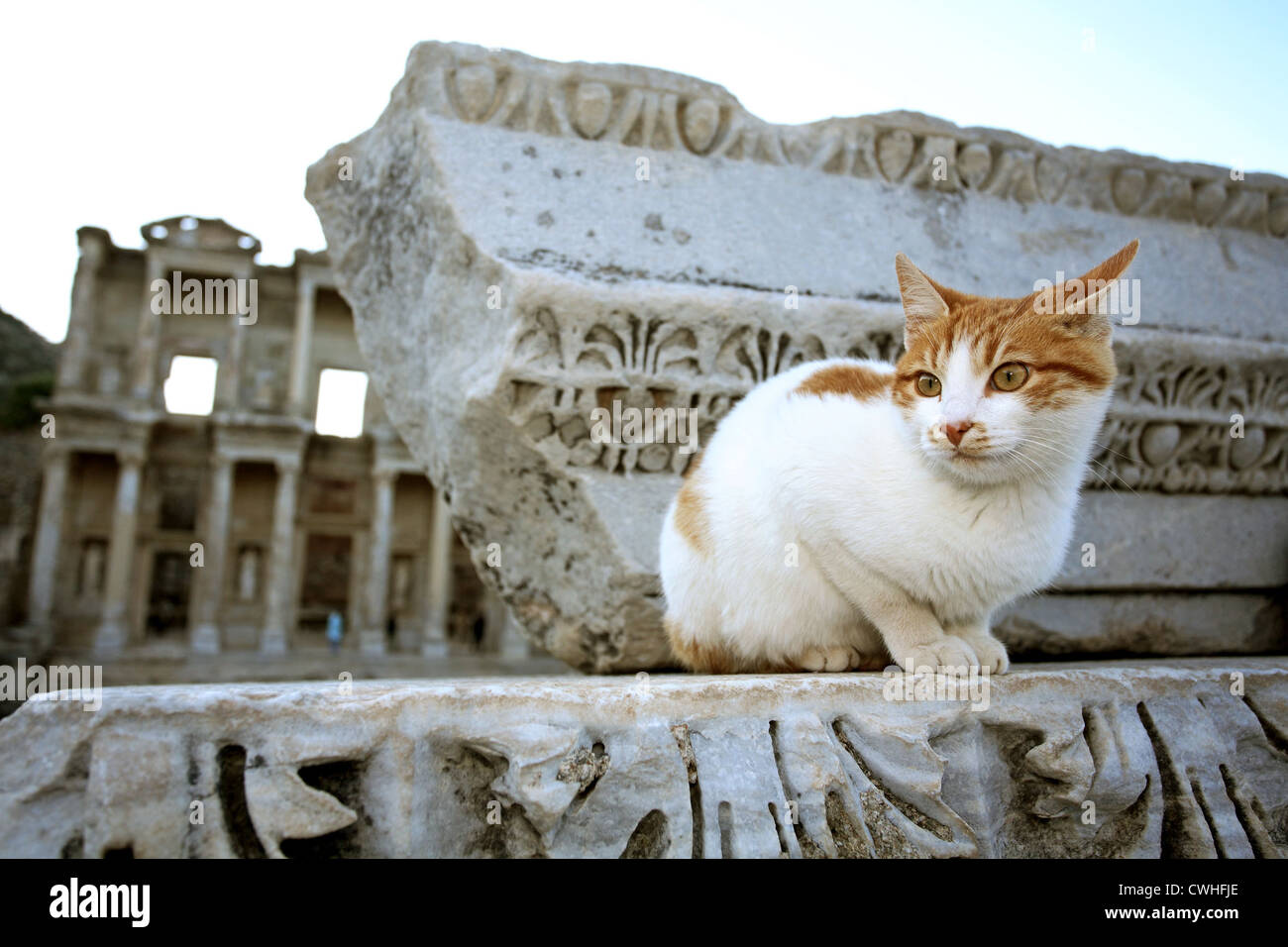 Efeso, feral cat davanti alle rovine della città Foto Stock