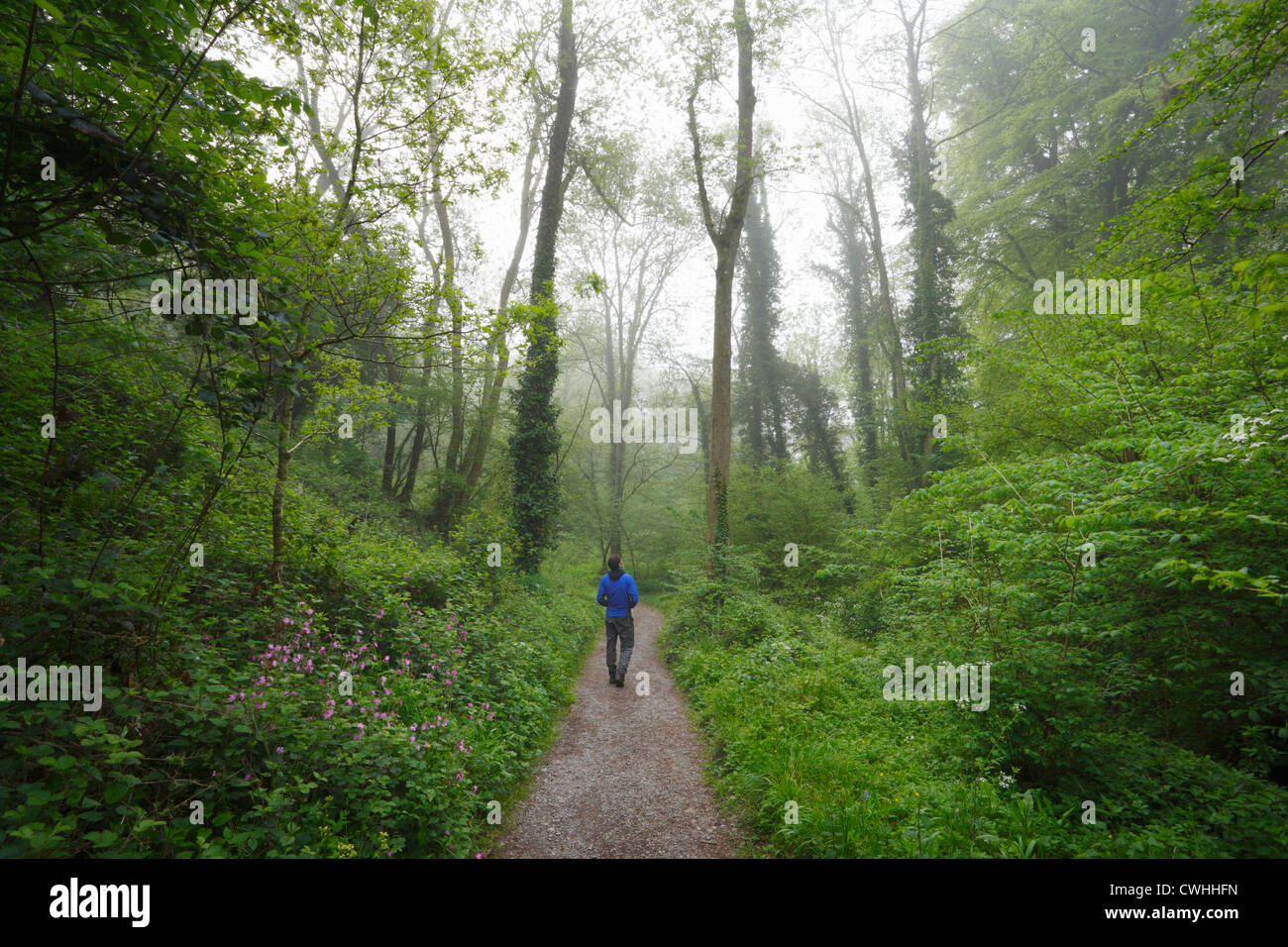 Bosco in Ebbor Gorge. Somerset. In Inghilterra. Regno Unito. Foto Stock