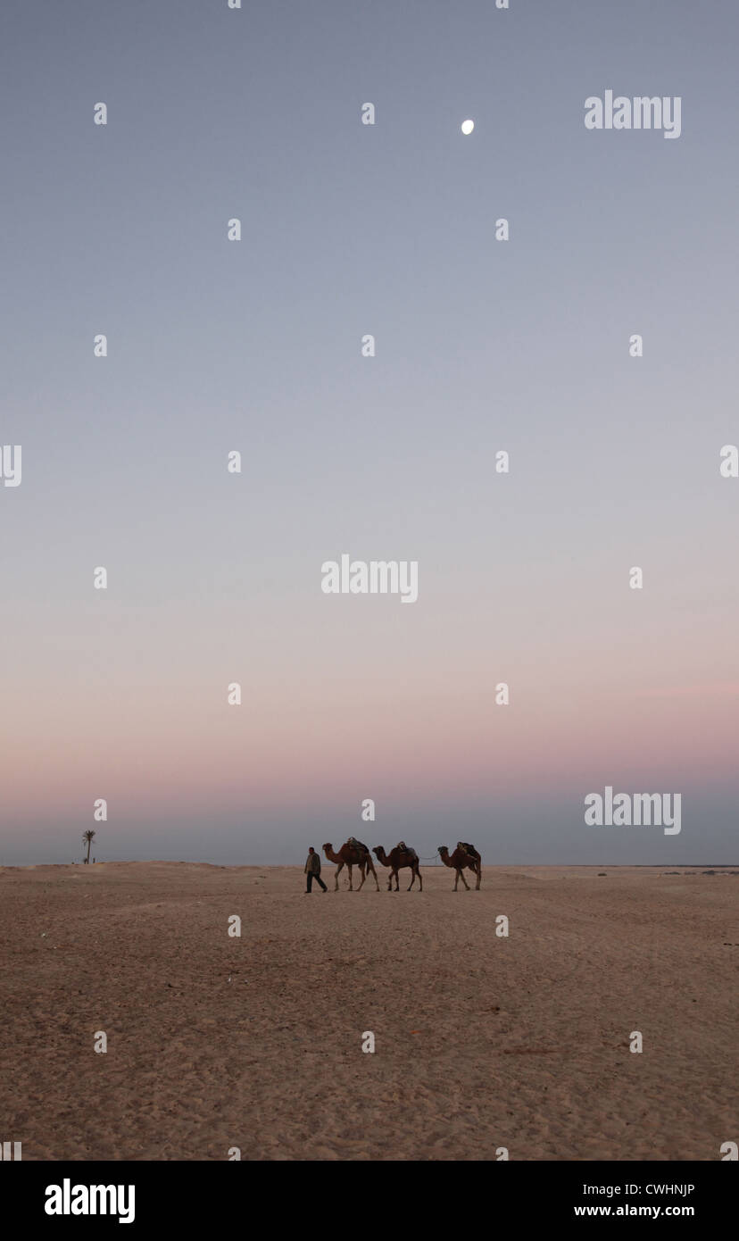 Mattina nel deserto del Sahara Foto Stock