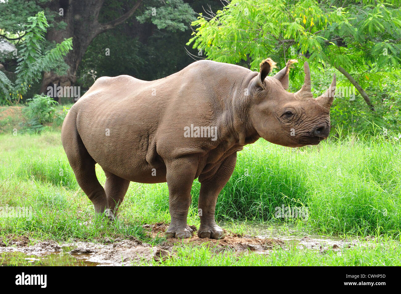 Due cornuto Rinoceronte Foto Stock