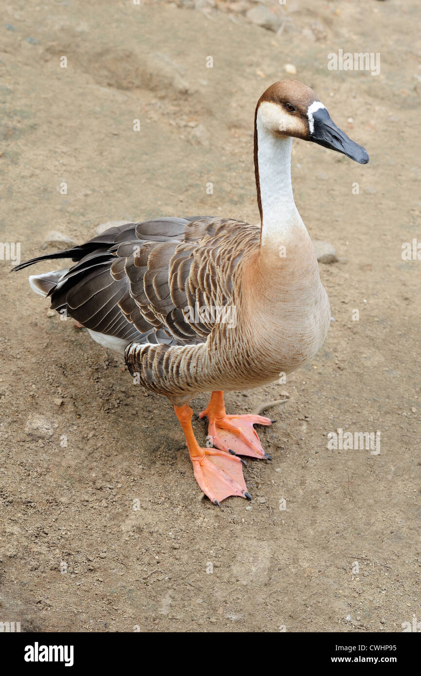 Goose close up sulla sabbia Foto Stock