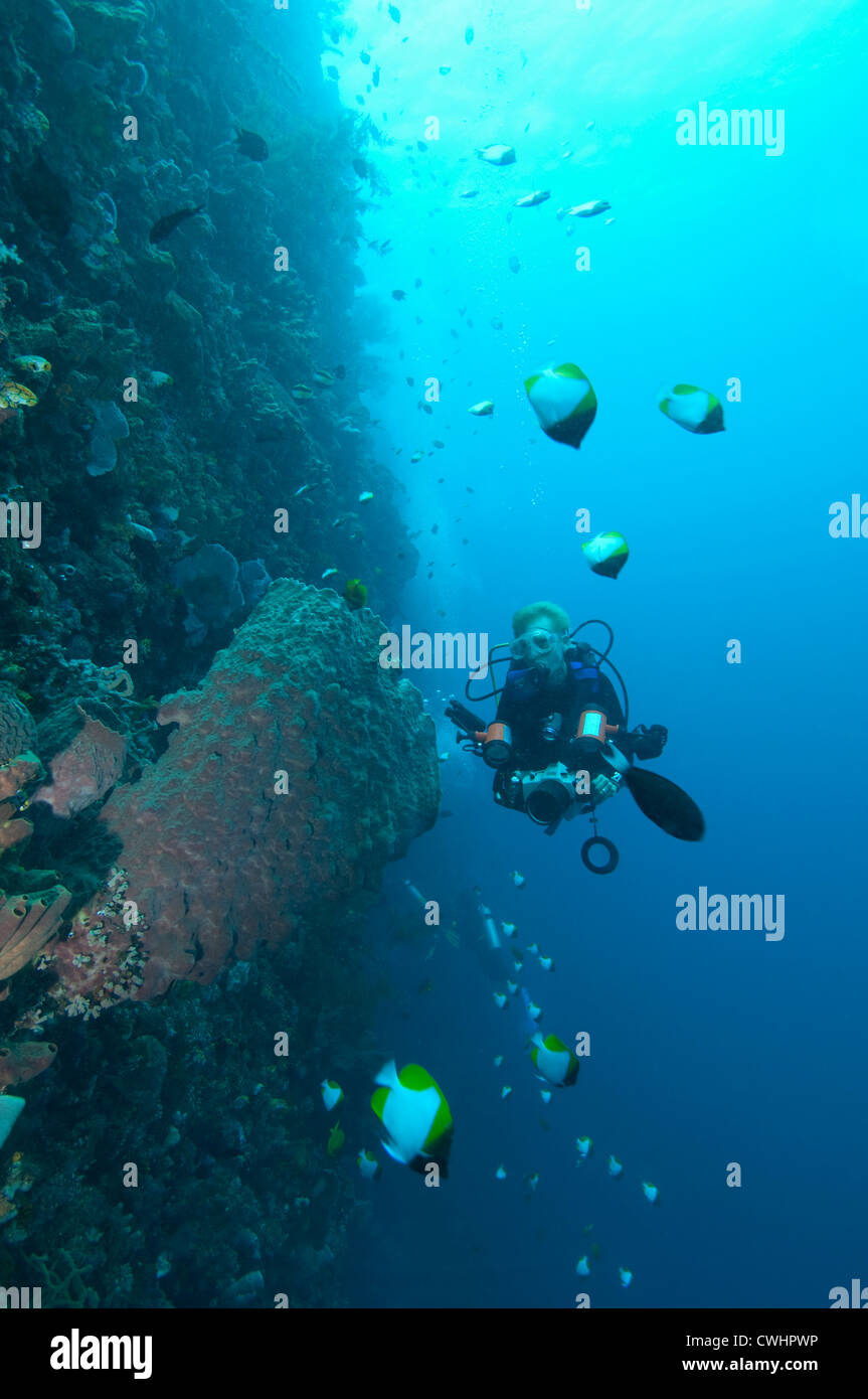 Una femmina di fotografo subacqueo lungo la parete nel Bunaken, Nord Sulawesi. Foto Stock