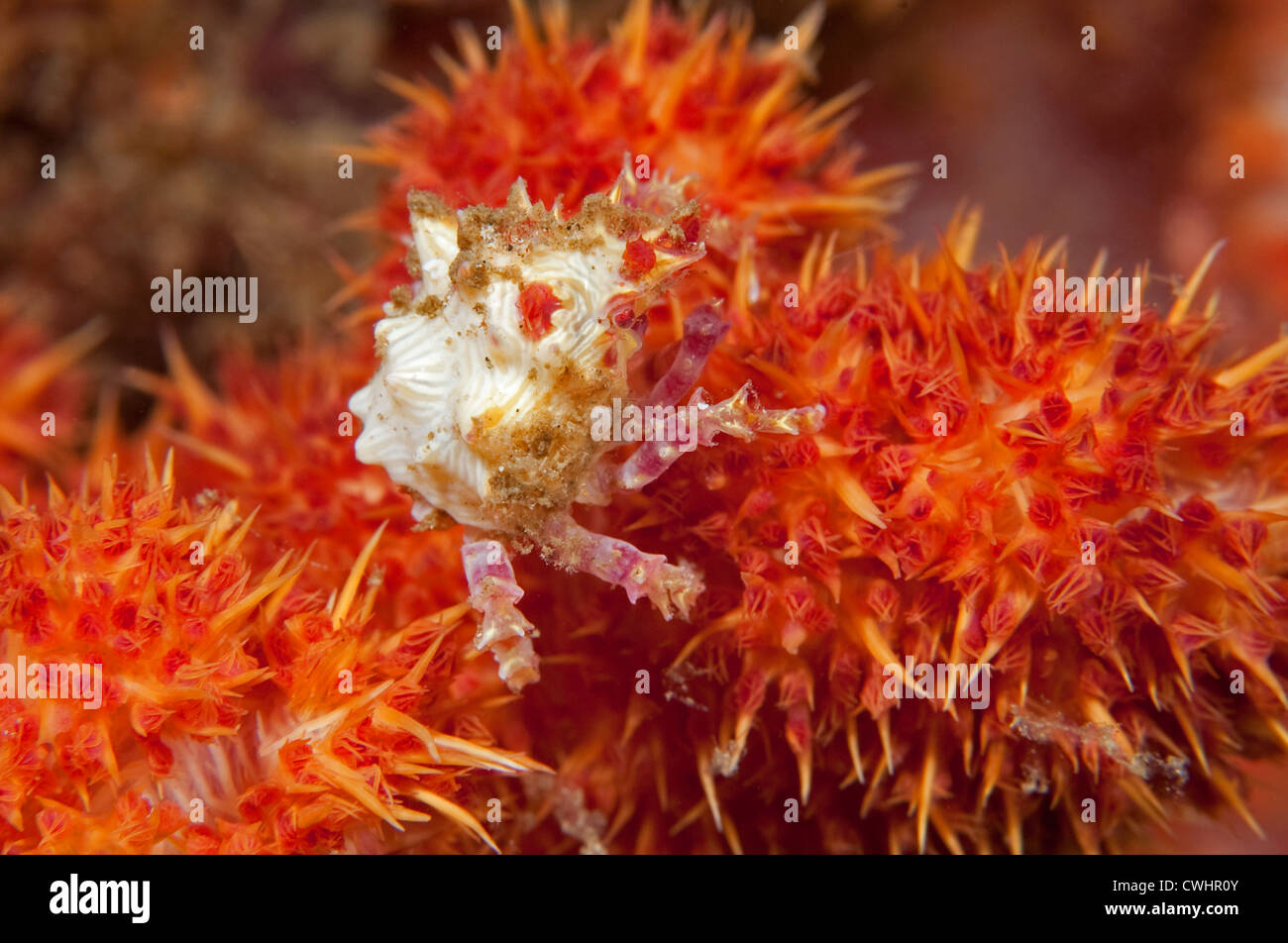 Un Soft Coral Crab su soft coral in Nord Sulawesi. Foto Stock