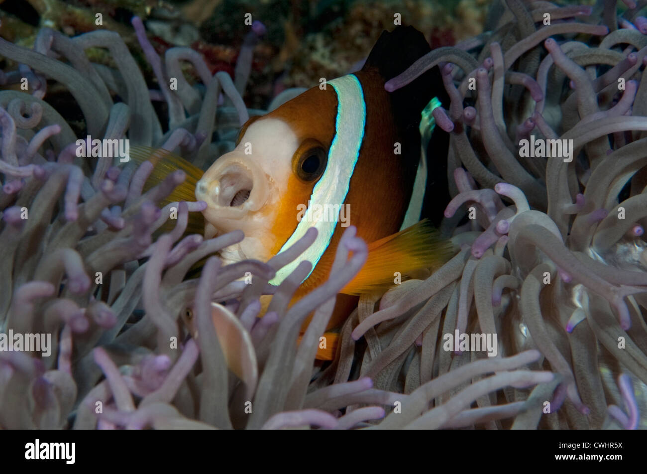 Un Clark Anemonefish con la bocca aperta in esso anemone host nel Nord Sulawesi. Foto Stock