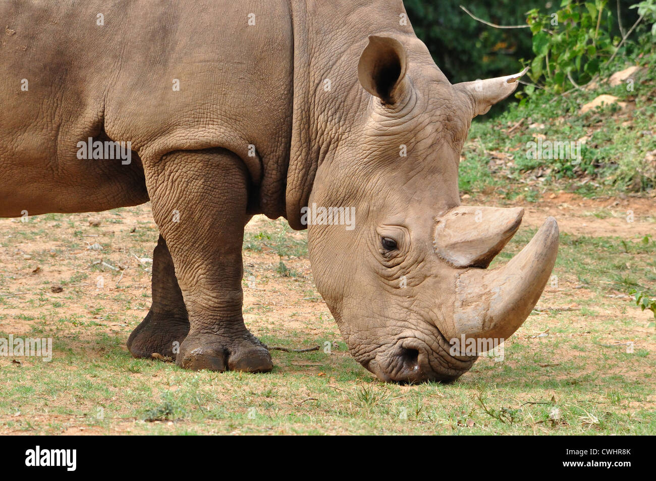 Rinoceronte bianco ( Ceratotherium simum ) Foto Stock
