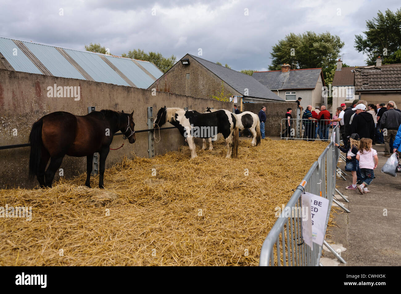 Horse trading di teh Ould Lammas Fair, Ballycastle Foto Stock